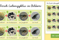entwicklung der frosche entwicklung der frosche