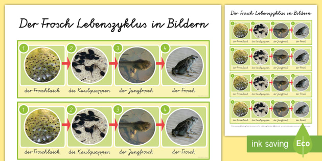Der Lebenszyklus des Frosches Wort- und Bildkarten