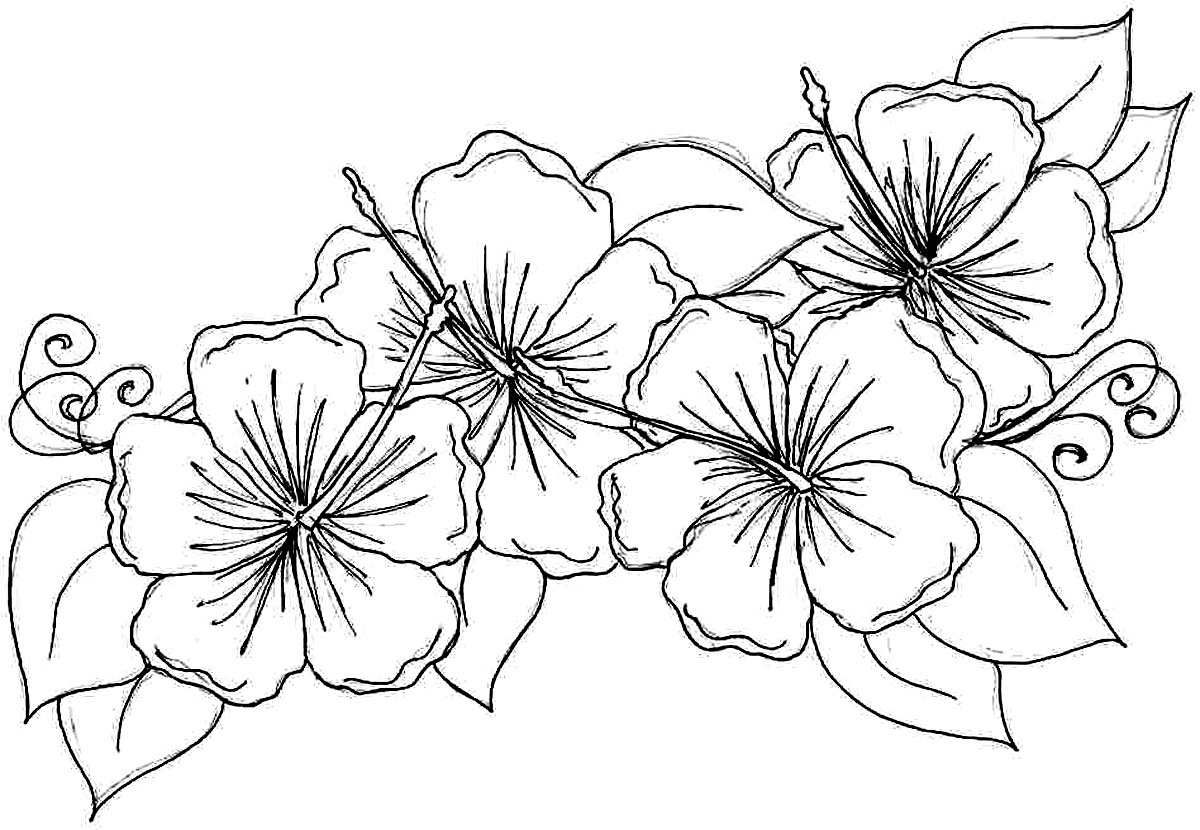 Free Printable Hibiscus Coloring Pages For Kids | Flower Coloring