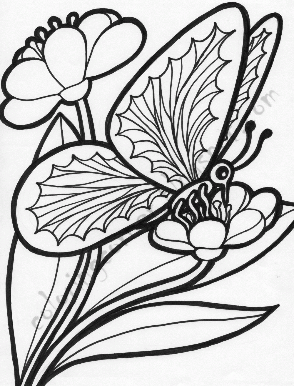 Butterfly On A Flower Coloring Page - Coloring Home