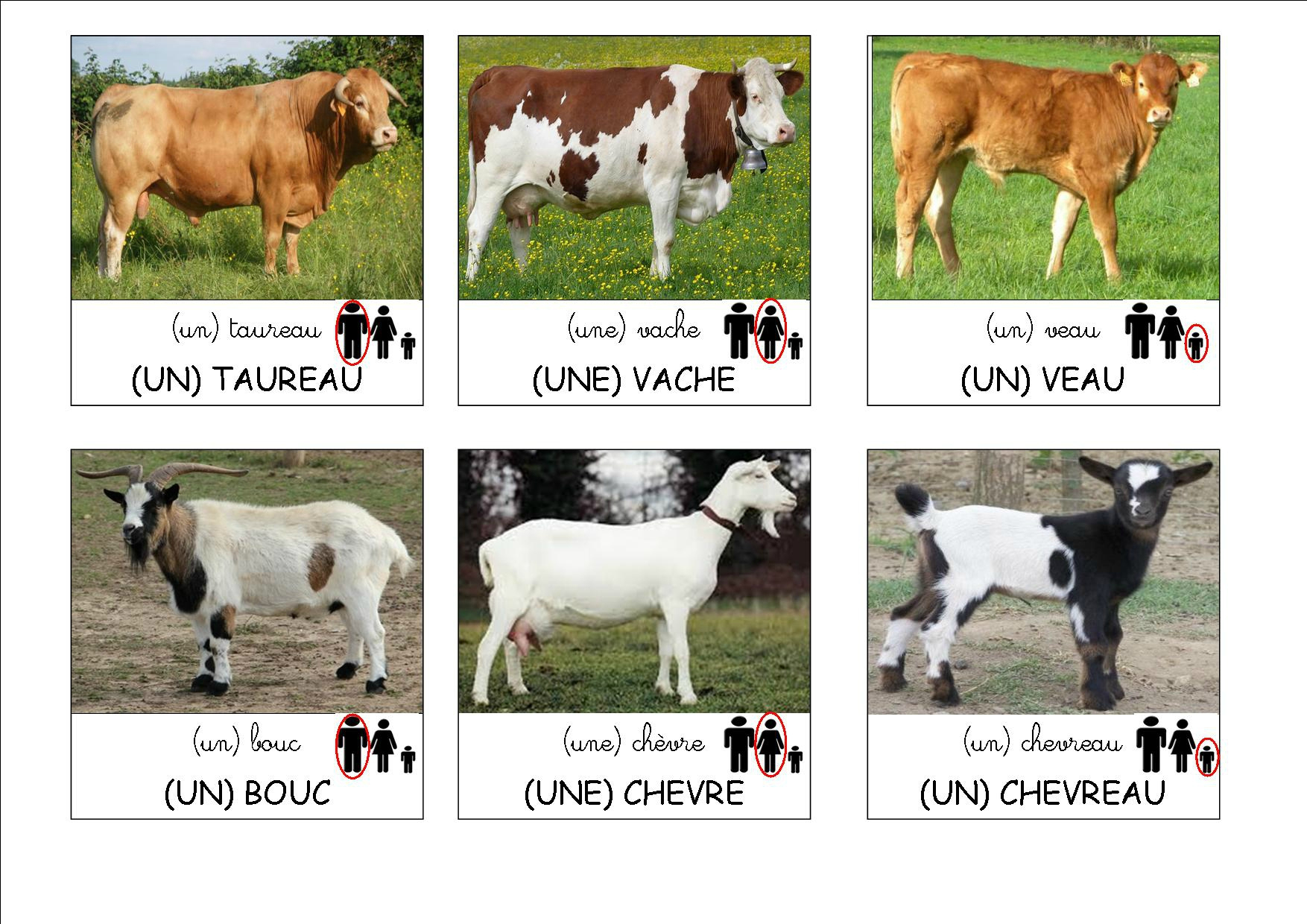 Imagier Animaux De La Ferme - PrimaNYC.com