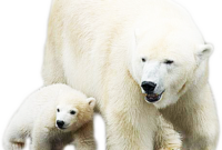 get dessin a imprimer ours polaire png get dessin a imprimer ours polaire png