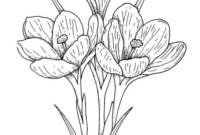 crocus coloring page crocus coloring page