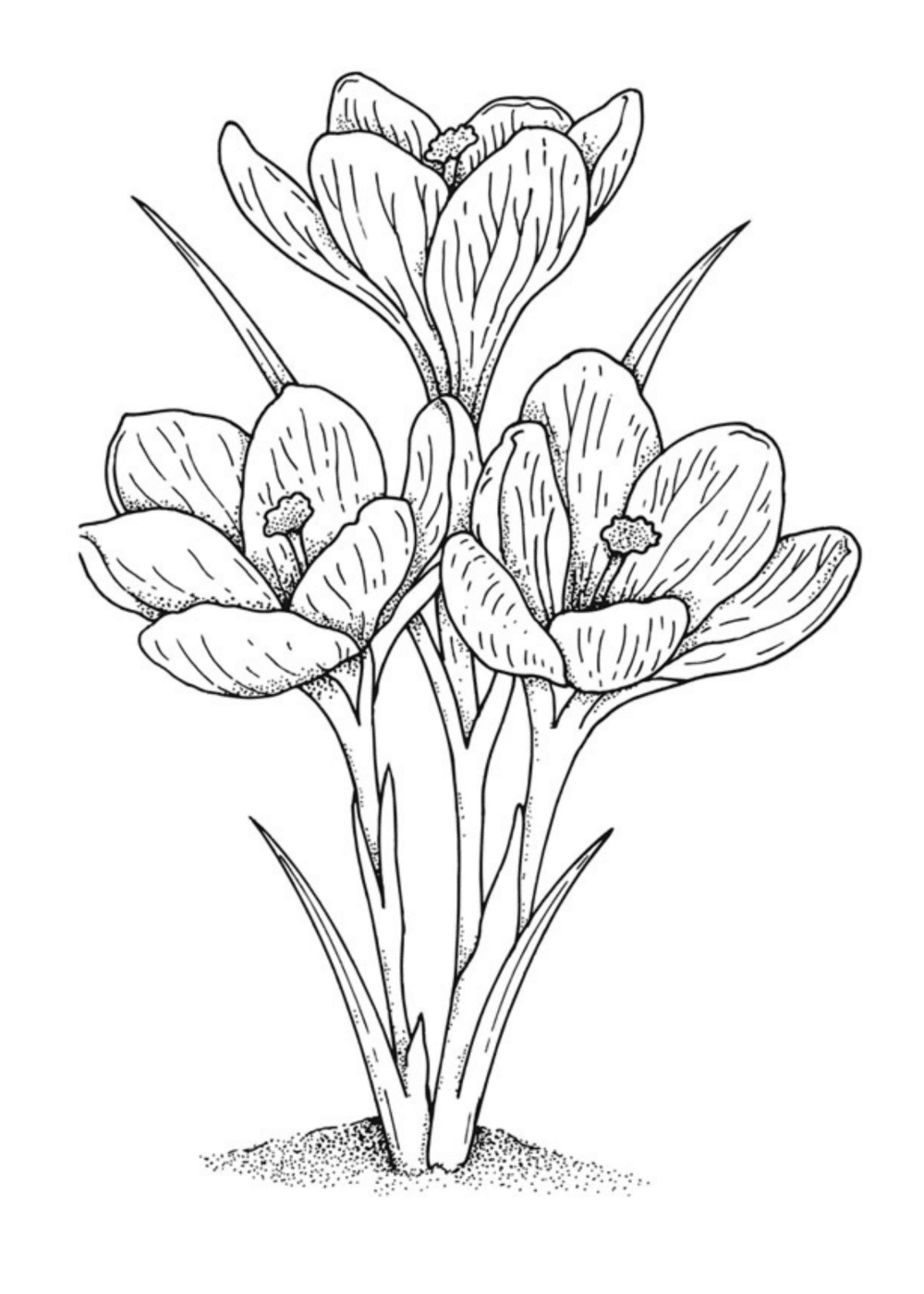 Vintage Crocus Coloring Page for Free! - Pet Scribbles