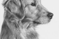 golden retriever dessin facile golden retriever dessin facile