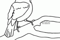 cardinals coloring pages cardinals coloring pages