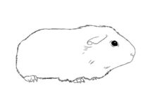 coloring pages guinea pigs coloring pages guinea pigs