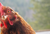 wie alt wird ein huhn wie alt wird ein huhn