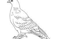 pigeon coloring page pigeon coloring page