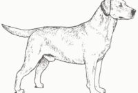 labrador dog coloring pages labrador dog coloring pages