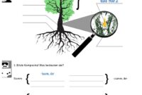 aufbau und wachstum des baumes