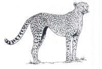 dessin a colorier facile qui court dessin a colorier facile qui court