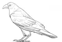 comment dessiner un corbeau