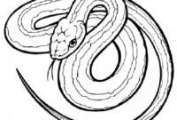 free coloring pages snakes free coloring pages snakes