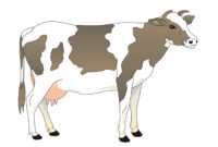 dessin d une vache dessin d une vache