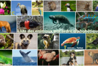 dessin de tout les animaux du monde dessin de tout les animaux du monde