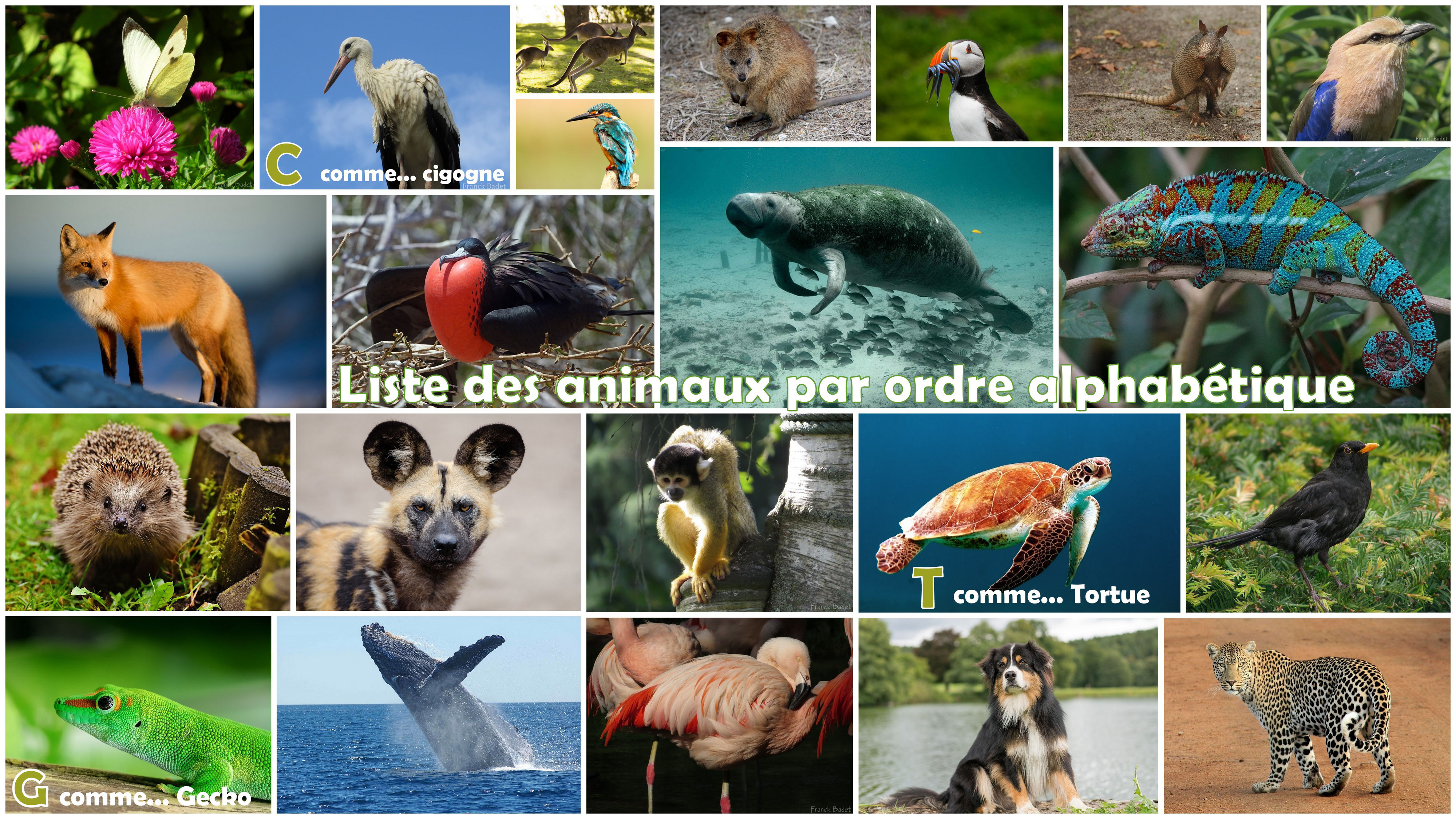 La liste des animaux du monde par ordre alphabétique optimisée pour les