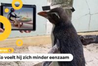 pierre lozere et pinguin pierre lozere et pinguin