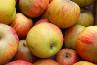 pomme de renette pomme de renette