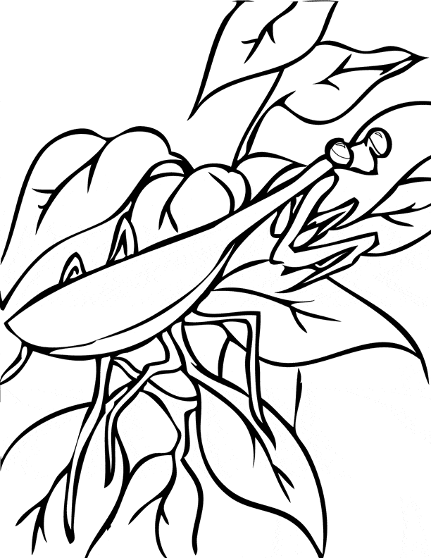 Praying Mantis coloring page - Animals Town - animals color sheet