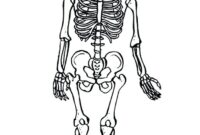 skeleton coloring pages anatomy skeleton coloring pages anatomy