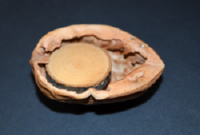 basteln mit walnussen