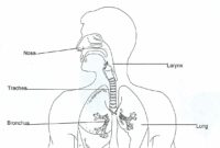 respiratory system coloring page respiratory system coloring page