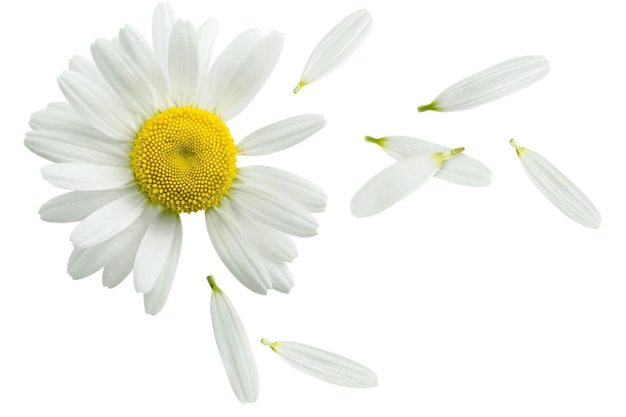 Ma main est une fleur, chansons pour enfants sur Hugolescargot.com