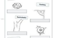 vogel im winter arbeitsblatter vogel im winter arbeitsblatter