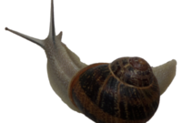 get hugo l 039 escargot coloriages png