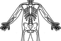 skeleton to cut out