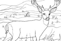 deer coloring page printable