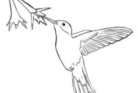 free hummingbird coloring pages free hummingbird coloring pages