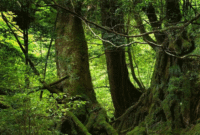 25 dessin a imprimer dans la jungle gif 25 dessin a imprimer dans la jungle gif