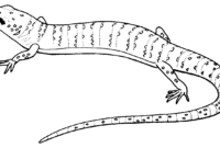 lizard color pages