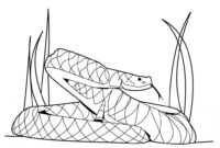 snake to color snake to color