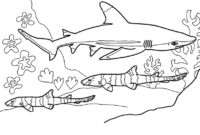 tiger shark coloring page tiger shark coloring page