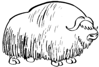bison coloring page bison coloring page