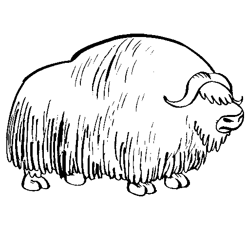 Bison coloring page - Coloringcrew.com