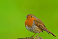fond dcran avec des oiseaux fond dcran avec des oiseaux