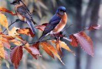 fonds daccran oiseaux coloracs