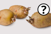 welche teile der kartoffel sind giftig welche teile der kartoffel sind giftig