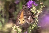 schmetterling spanisch schmetterling spanisch