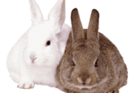 view dessin a imprimer lapin gif view dessin a imprimer lapin gif