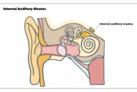 canal auditif interne canal auditif interne