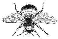 bumble bee coloring pages printable