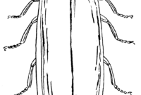 lightning bug coloring page lightning bug coloring page