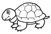tortoise coloring pages
