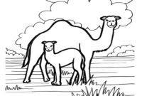 coloring pages camel coloring pages camel