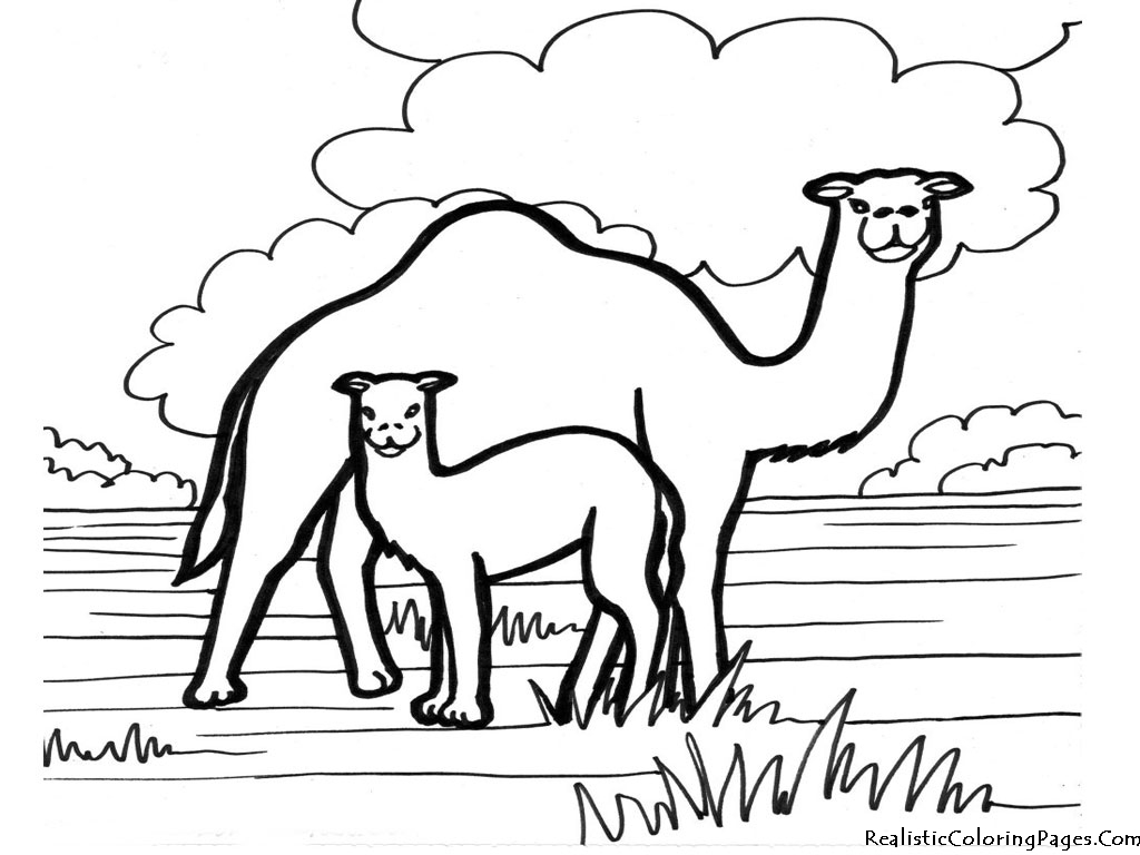 Camel Coloring Pages | Realistic Coloring Pages